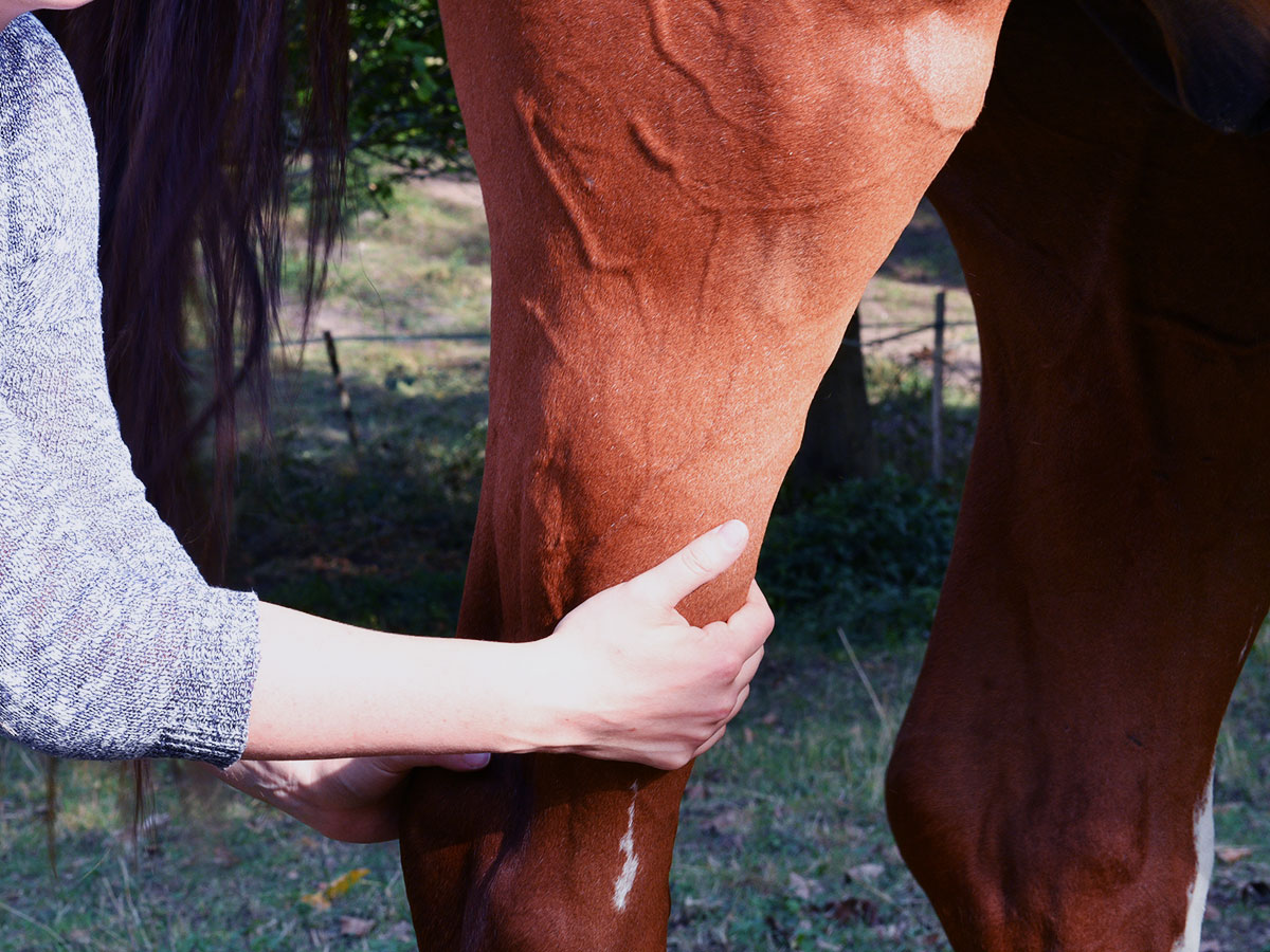Massage cheval