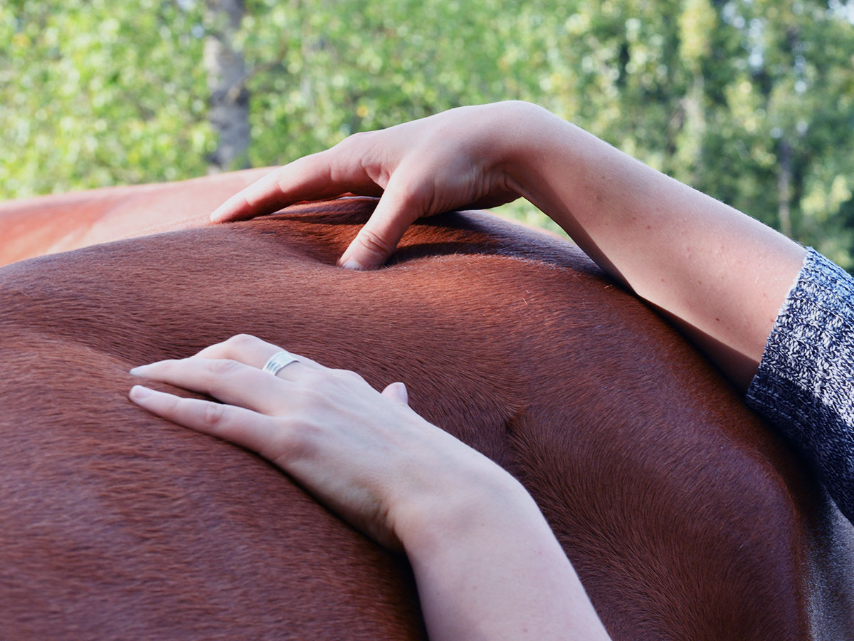 Massage équin